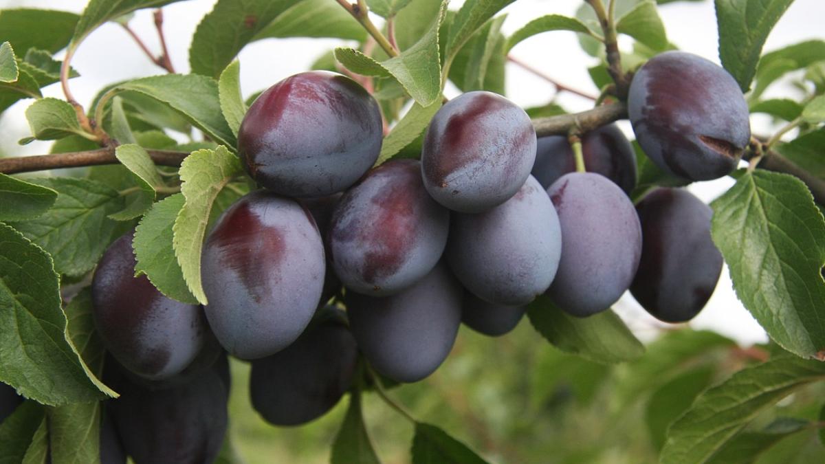 Слива Слива