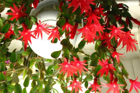 Рождественский кактус не зацветет при неправильном времени внесения удобрений