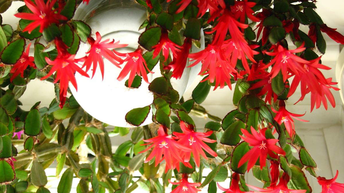 Шлюмбергера