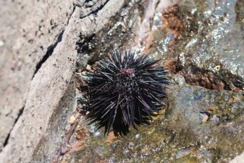 Морские ежи обладают сложной нервной системой без централизованного мозга — Джек Ульрих-Лютер