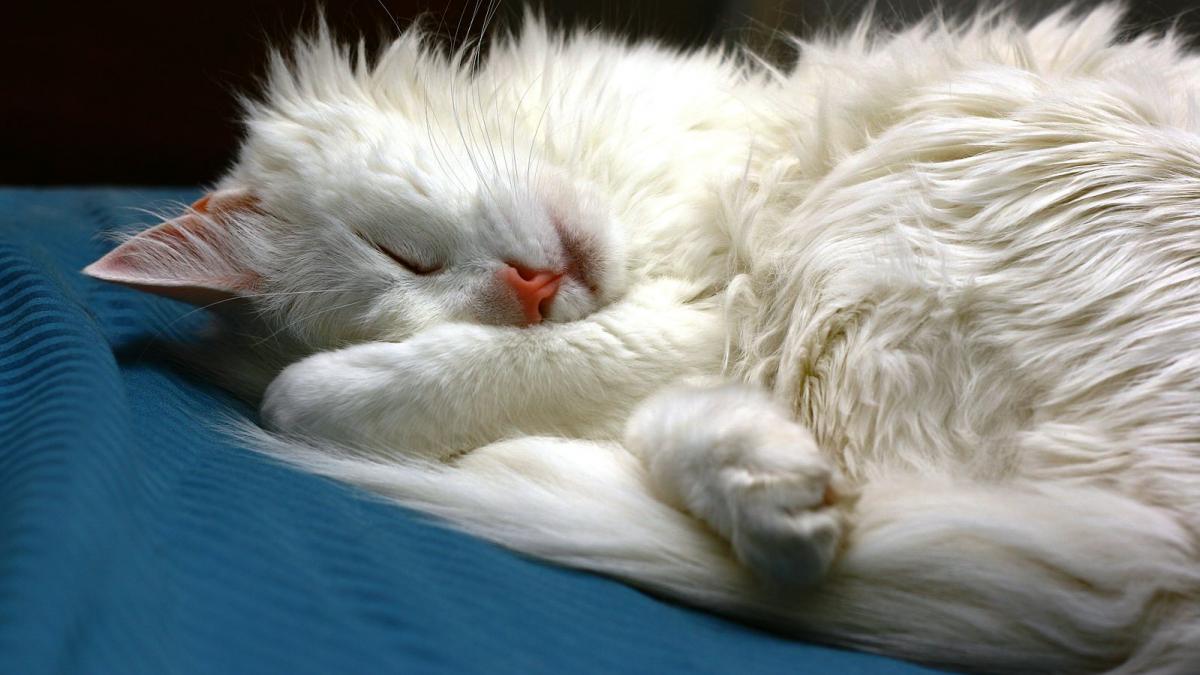 Спящий кот Спящий кот
