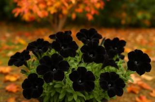 Выращивание петуний из семян — простые советы для начинающих — Марина Рыкалина