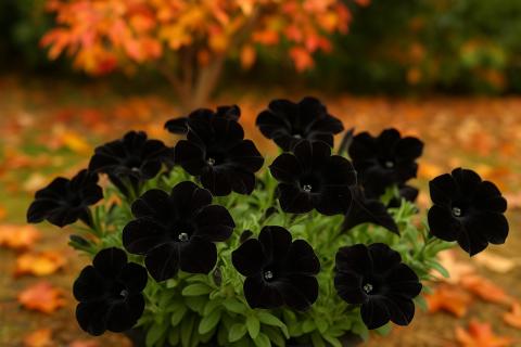 Выращивание петуний из семян — простые советы для начинающих — Марина Рыкалина