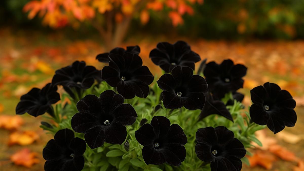 Петуния "Черная кошка"