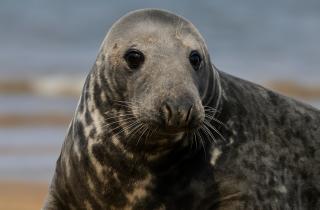 Массовая гибель каспийских тюленей вызывает общественный резонанс — Newsbomb