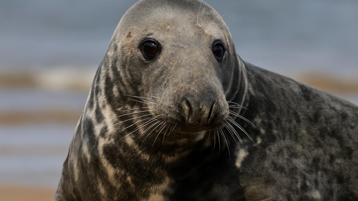 Серый тюлень