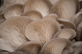 Для выращивания вешенок дома используют пеньки и траншеи — эксперт