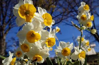 Зелёная листва нарциссов радует глаз — но бутоны не формируются, и этому есть неожиданное объяснение