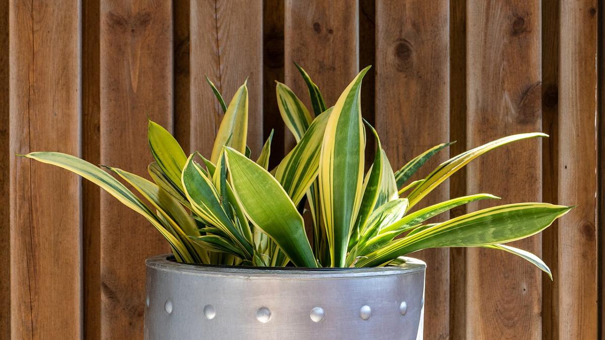 Сансевиерия