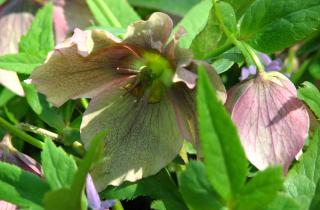 Морозник цветет с декабря по март и выдерживает сильные морозы, сообщают садоводы