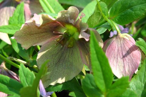 Морозник цветет с декабря по март и выдерживает сильные морозы, сообщают садоводы