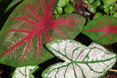 Положила каладиумы в подвал — утром увидела, что произошло с луковицами