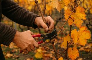 Зимнюю обрезку проводят только при температуре выше –7 °C — Игорь Савельев