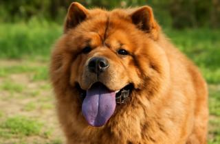 Облизывание воздуха у собак связано с болью в желудке — Patas da Casa