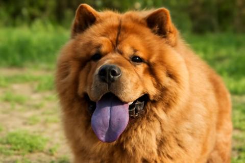 Облизывание воздуха у собак связано с болью в желудке — Patas da Casa