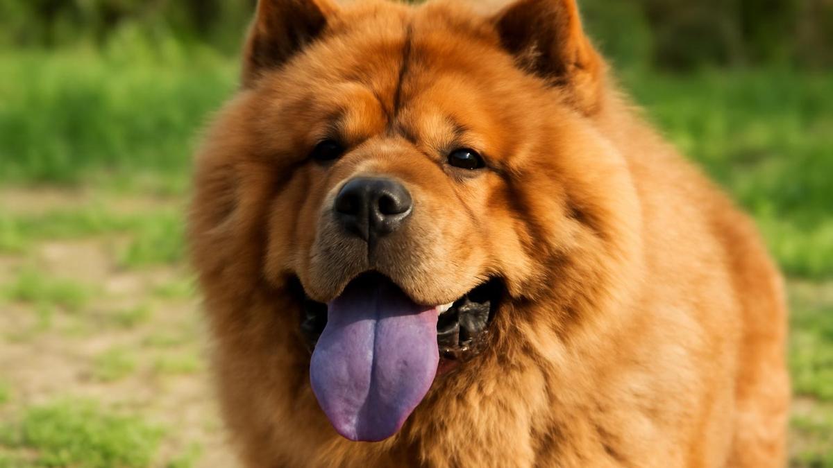 Чау-чау с синим языком