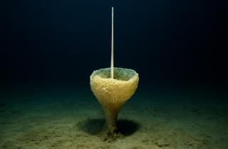 Многощетинковые черви и новые морские звезды обнаружены в Южном океане — Ocean Census