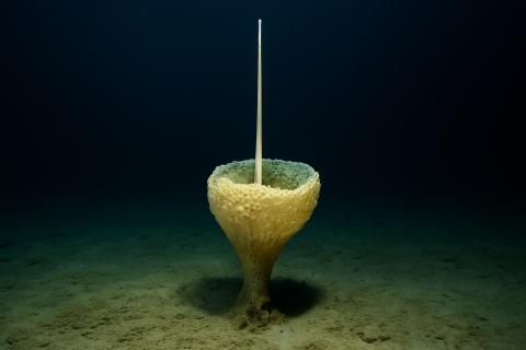 Многощетинковые черви и новые морские звезды обнаружены в Южном океане — Ocean Census