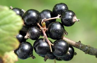 Удаляю всего 3 ветки осенью — и смородина плодоносит до 15 лет без вырождения