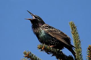 Фольга и диски эффективно отпугивают птиц световыми бликами — Анна Ларина