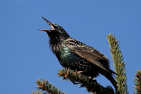 Фольга и диски эффективно отпугивают птиц световыми бликами — Анна Ларина