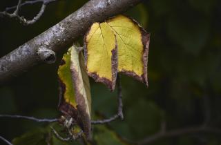 Растения сбрасывают часть листьев для уменьшения испарения — по данным агрономов