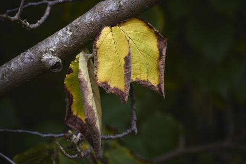 Растения сбрасывают часть листьев для уменьшения испарения — по данным агрономов