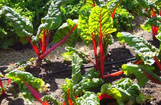 Подзимний посев улучшает всхожесть свёклы благодаря стратификации — Ирина Дроздова