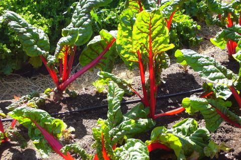 Подзимний посев улучшает всхожесть свёклы благодаря стратификации — Ирина Дроздова