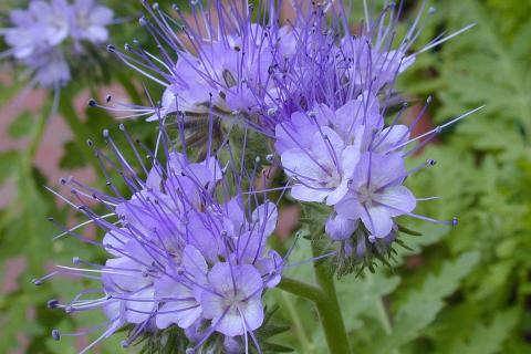 Фацелия улучшает почву и повышает урожайность огурцов — садовод из Ростова-на-Дону