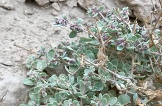 Учёные утверждают, что рекорд температуры в Долине Смерти был ошибочно зафиксирован — Рой Спенсер