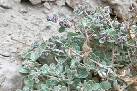 Учёные утверждают, что рекорд температуры в Долине Смерти был ошибочно зафиксирован — Рой Спенсер