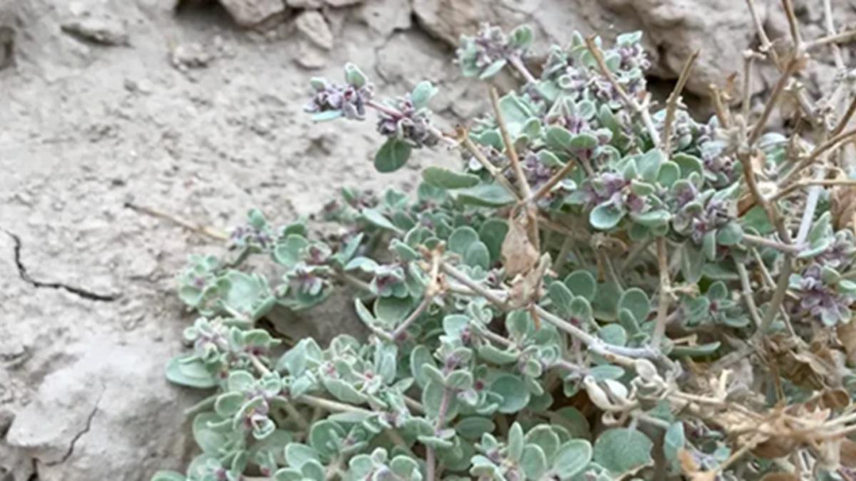 Кустарник T. oblongifolia