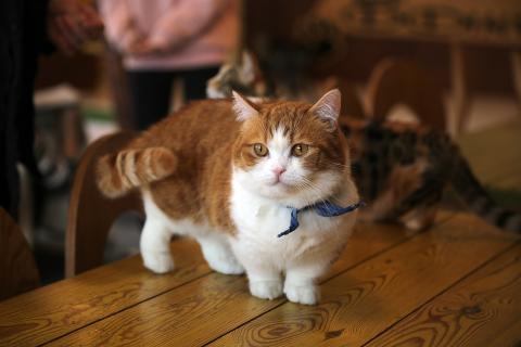 Маленькие кошки: преимущества содержания для занятых людей