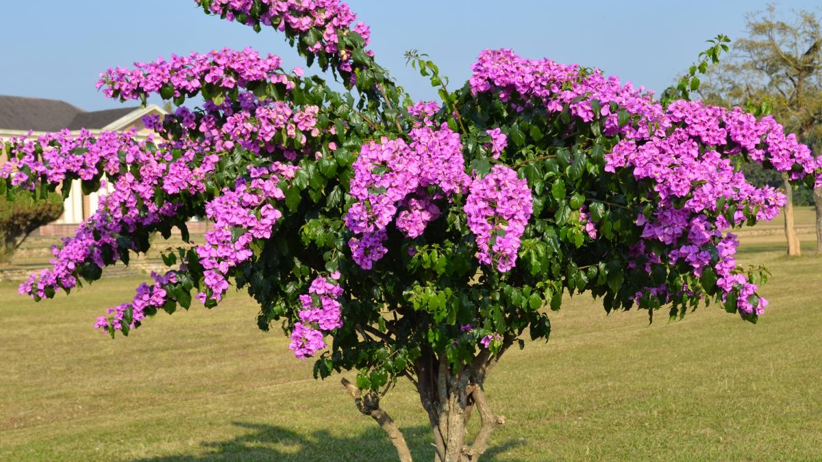 Бугенвиллия