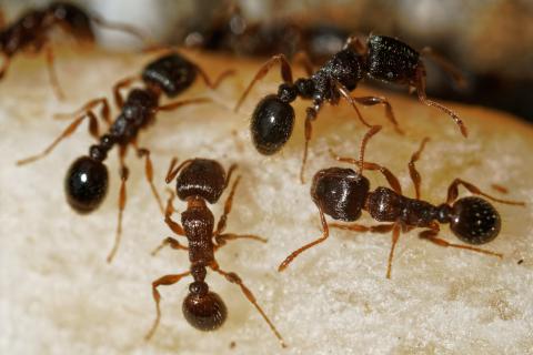 Муравьи образуют спираль смерти из-за замкнутого феромонного следа