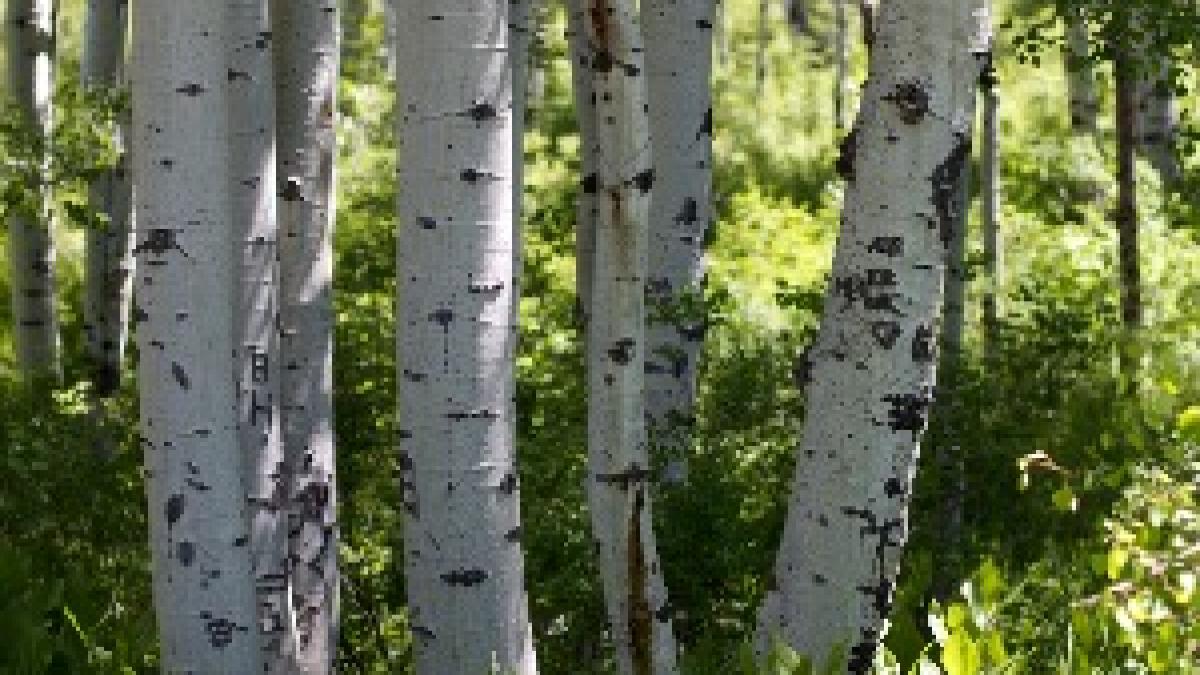 Yep, That Kind of Forest (5875452823) Yep, That Kind of Forest (5875452823)