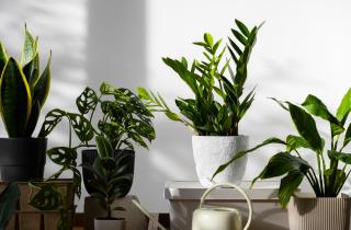 Избыток удобрений зимой вредит комнатным растениям