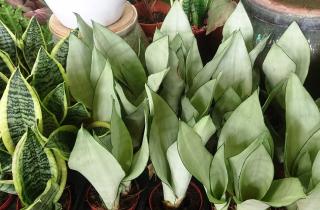 Листья сансевиерии стали вялыми — но спешить с поливом может быть роковой ошибкой