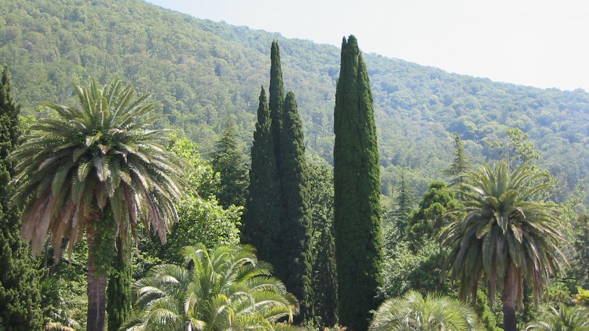 Old Gagra, Abkhazia, Trees, Гагра, Абхазия Old Gagra, Abkhazia, Trees, Гагра, Абхазия