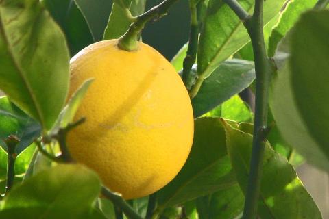 Привитый лимон начинает плодоносить через 2–3 года, выращенный из косточки — через 6–7 лет Привитый лимон начинает плодоносить через 2–3 года, выращенный из косточки — через 6–7 лет