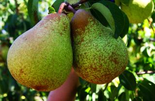 Груша Nova даёт крупные десертные плоды в холодном климате — House Digest