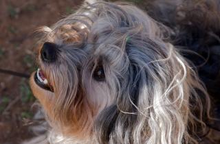 Внешность пород комондор, афганской борзой и левхен признана уникальной