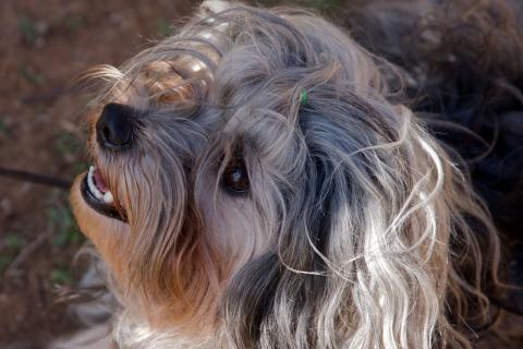 Внешность пород комондор, афганской борзой и левхен признана уникальной