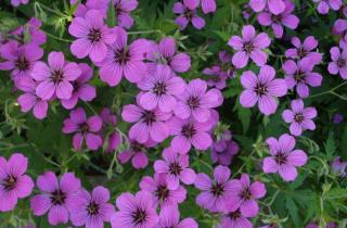 Семена журавельника прорастают после зимовки при 1-5 градусах — House Digest