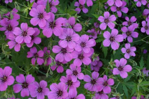 Семена журавельника прорастают после зимовки при 1-5 градусах — House Digest