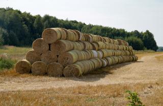 Соломенная мульча защищает растения зимой и улучшает структуру почвы