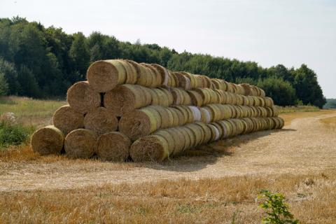 Соломенная мульча защищает растения зимой и улучшает структуру почвы