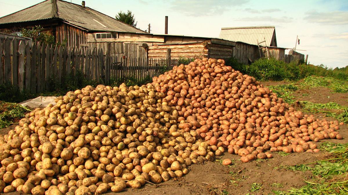 Картофель