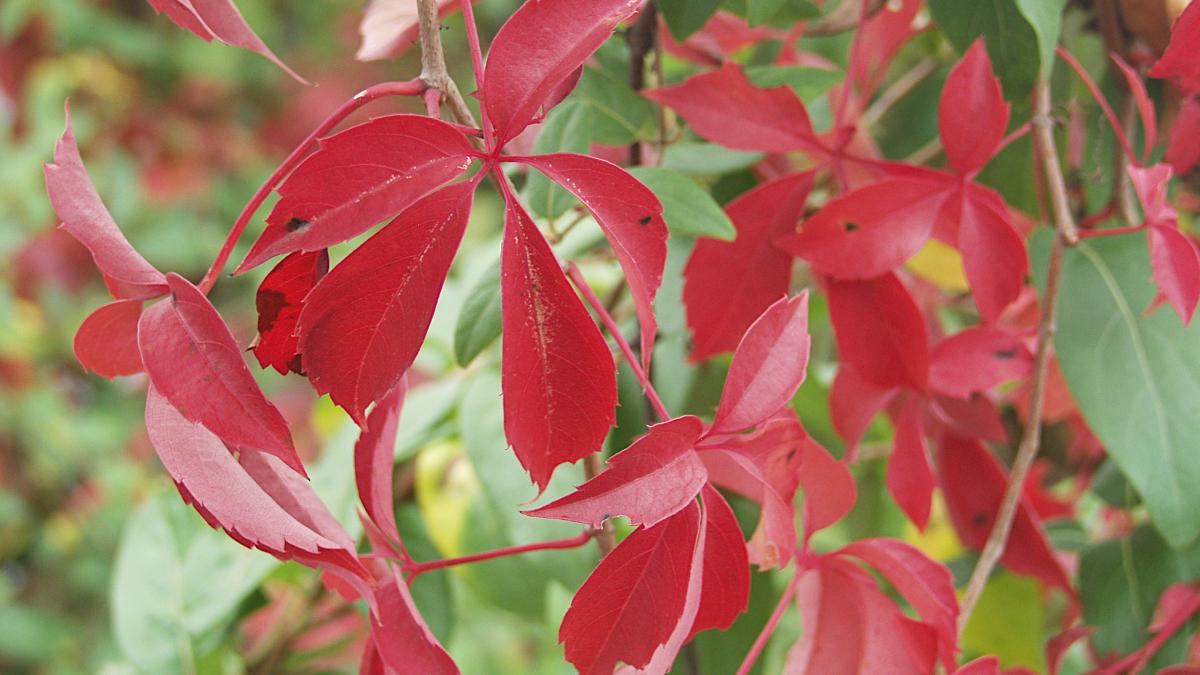 Parthenocissus quinquefolia, 2019-10-26, South Side Slopes, 02 Parthenocissus quinquefolia, 2019-10-26, South Side Slopes, 02